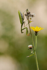 Praying mantis Mantis religiosa in close view