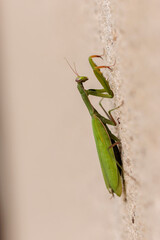 Praying mantis Mantis religiosa in close view