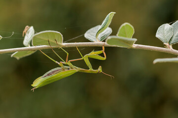 Praying mantis Mantis religiosa in close view