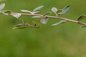 Praying mantis Mantis religiosa in close view