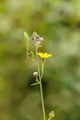 Praying mantis Mantis religiosa in close view