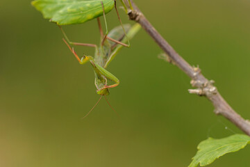 Praying mantis Mantis religiosa in close view