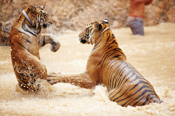 Nature, water and tiger fight in lake with playful jump in mud, fun and endangered wildlife safari....