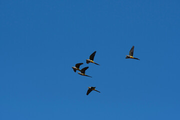 Parrot in flight, La Pampa Province, Patagonia, Argentina.