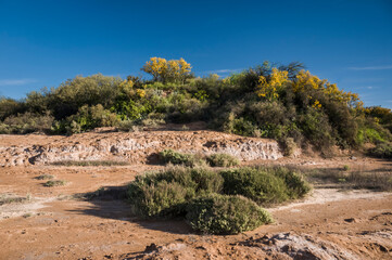 Chañar tree in Calden forest, bloomed in spring,La Pampa,Argentina