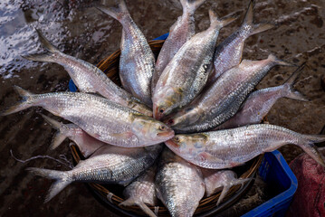 Hilsa fish