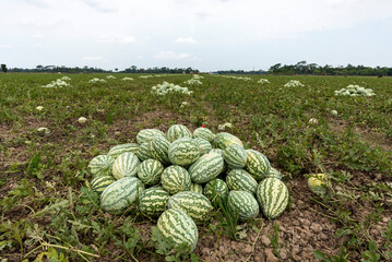 watermelon farm