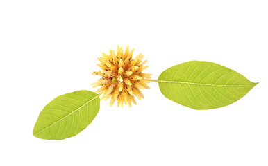 Flower Mitragyna speciosa Korth with leaves on transparent png