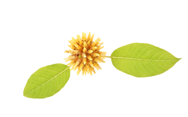Flower Mitragyna speciosa Korth with leaves on transparent png