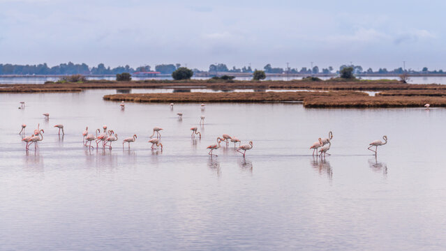 Flamingos searching for food in the water close to Messolonghi, Greece