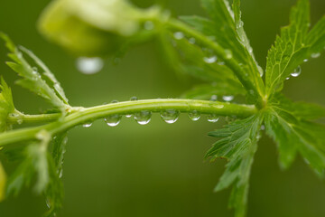 Drops of water hanging on the green stem of a flower after rain. Water drops concept. Morning dew concept.