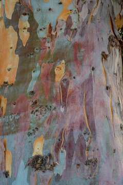 Colored eucalypt bark pattern. Amazing tree bark pattern. Eucalyptus amazing bark colored texture. Amazing tree bark background.