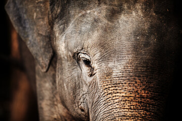 Fototapeta premium Jungle, face and closeup of elephant portrait with texture, wrinkles and sad eyes in nature at night. Forest, animal or conservation with environment, peace and wildlife for care, calm and protection