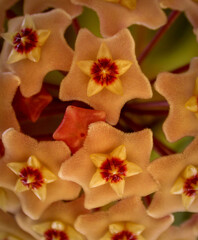 Hoya carnosa, clusters of small, fleshy, star-shaped flowers