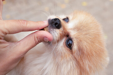 Close-up portrait of a Spitz dog eating a treat from its owner's hand. friendship between man and animal