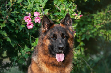 Portrait of a German shepherd in a park. Purebred dog.