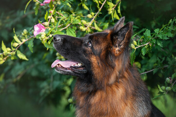 Portrait of a German shepherd in a park. Purebred dog.