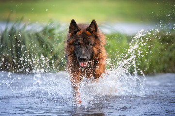 German shepherd dog jumping in water 