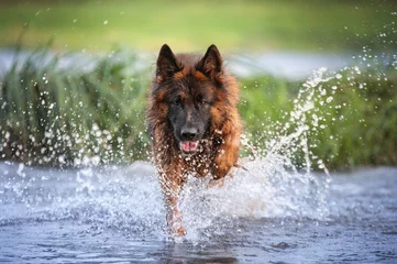 Fotobehang German shepherd dog jumping in water  © Кристина Чижмар