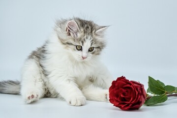 Siberian kitten on a colored background with roses