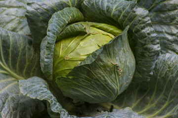 Autumn in Kyiv Botanical Garden, Ukraine