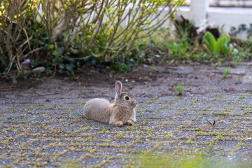 A portrait of a cute wild bunny or rabbit lying still on a drive way, with its ears up in order to spot danger. Maybe it got hurt or hit by a car.