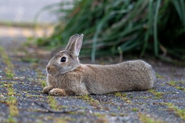 A closeup portrait of a wild rabbit or bunny lying still on a drive way, with its ears up in order to spot danger. Maybe it got hurt or hit by a car.