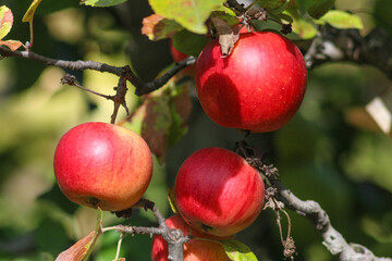 Autumn in Kyiv Botanical Garden, Ukraine