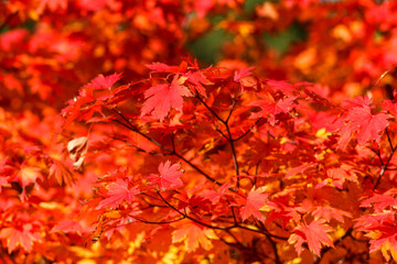 Autumn in Kyiv Botanical Garden, Ukraine
