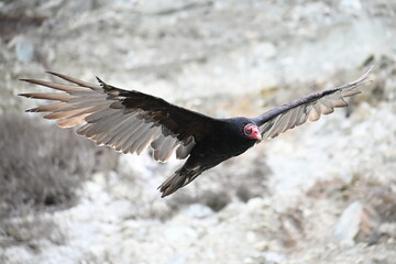 Californian eagle flying
