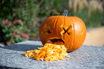 Funny puking carved pumpkin as Halloween decoration