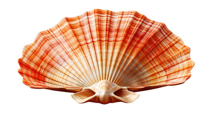 sea shell isolated on transparent background