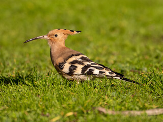 Solitary Hoopoe in an Open Field: Close-Up Nature Portrait