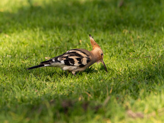Solitary Hoopoe in an Open Field: Close-Up Nature Portrait