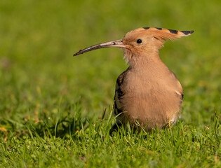 Solitary Hoopoe in an Open Field: Close-Up Nature Portrait