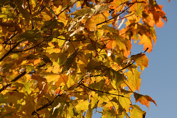 Yellow maple leaves on a tree branch in autumn
