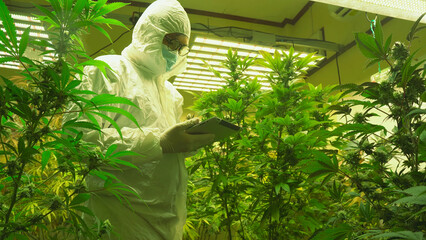 A man wearing PPE suit using tablet working in the marijuana indoor organic farm. examining various...