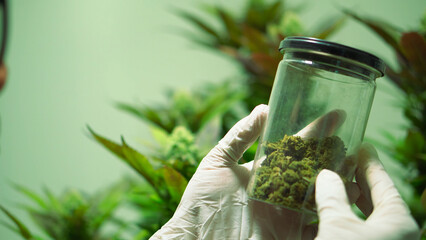 Marijuana dispensary in Oregon.Flowering cannabis plants growing indoor garden.