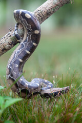 Phyton reticulatus aka Sanca Batik from Borneo Island