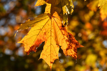 Yellow maple leaf on tree branch in autumn, close-up