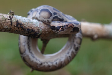 Phyton reticulatus aka Sanca Batik from Borneo Island
