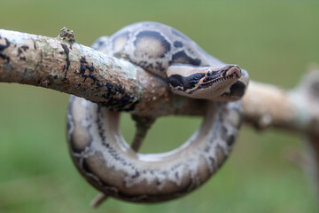 Phyton reticulatus aka Sanca Batik from Borneo Island