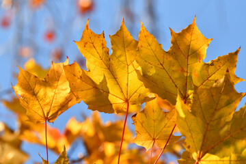 Yellow maple leaves on tree branch in autumn, close-up