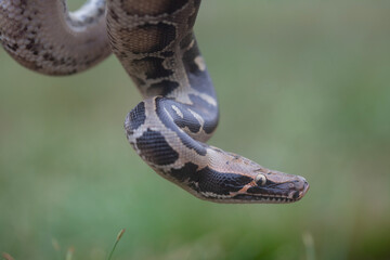 Naklejka premium Phyton reticulatus aka Sanca Batik from Borneo Island