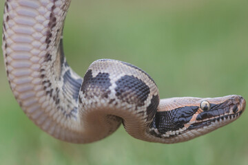 Phyton reticulatus aka Sanca Batik from Borneo Island