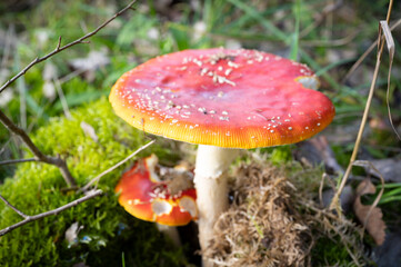 Bright red and poisonous toadstool in autumn in forest 