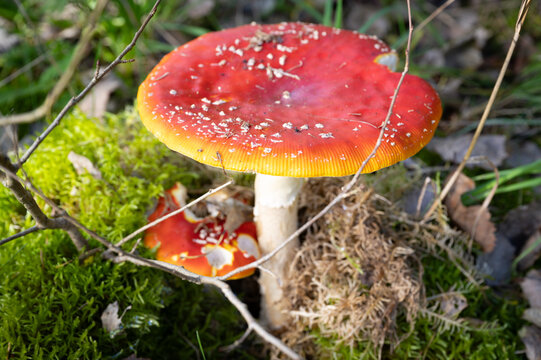 Bright red and poisonous toadstool in autumn in forest 
