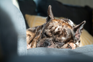 Cute and sleepy merle french bulldog lying on the couch relaxing
