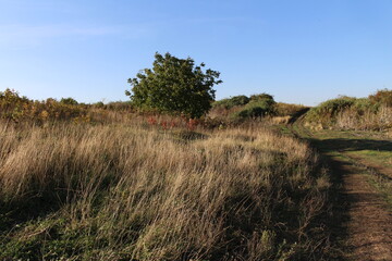 A grassy field with trees in the background