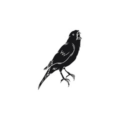 Vector silhouette of Canary bird